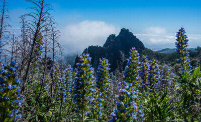 Tajinastes azules en la orilla del cielo