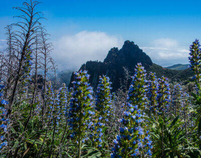 Tajinastes azules en la orilla del cielo